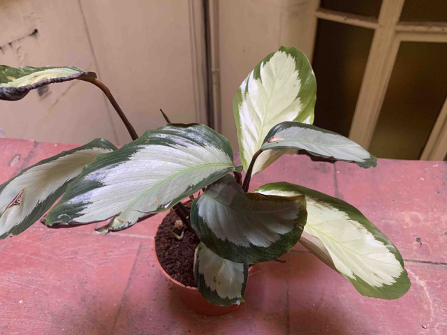 calathea-ko06.jpg