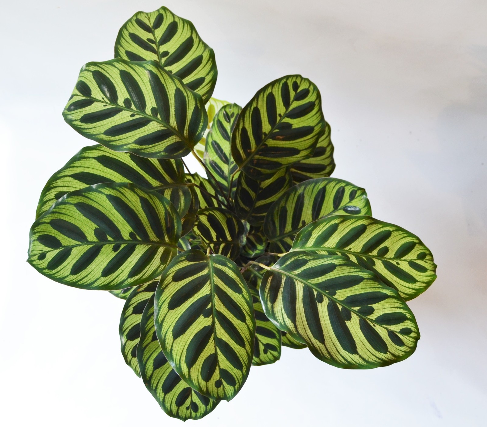 Calathea+makoyana+2.JPG