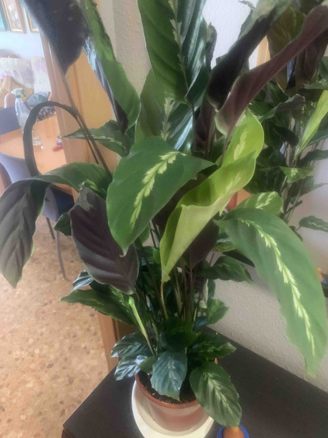 calathea-verano01.jpg