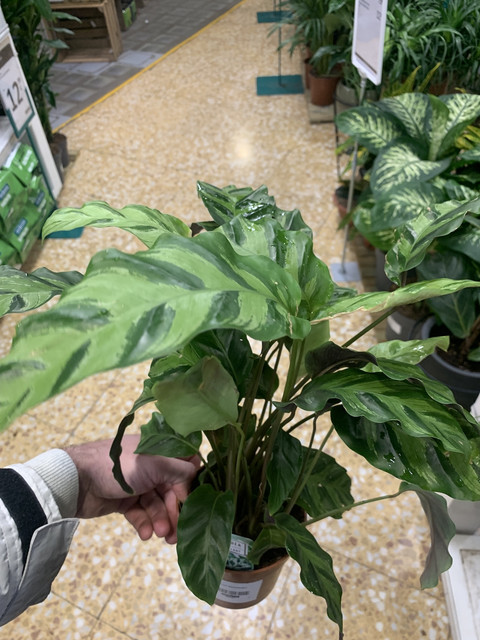 calathea-verdecora01.jpg