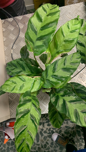 calathea-verdecora02.jpg