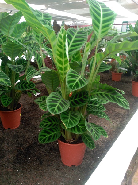 Calathea-zebrina.jpg
