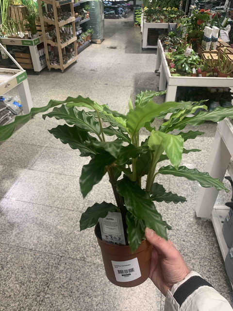 calathea01.jpg