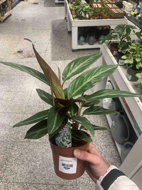 calathea02.jpg