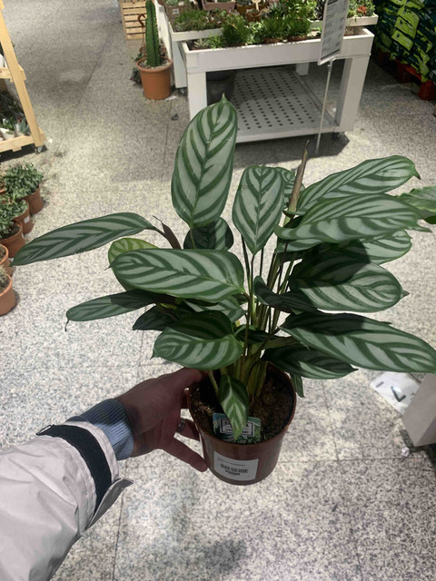 calathea04.jpg