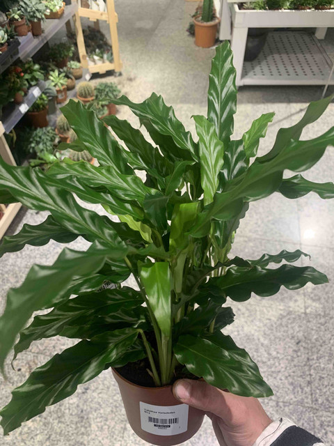 calathea05.jpg