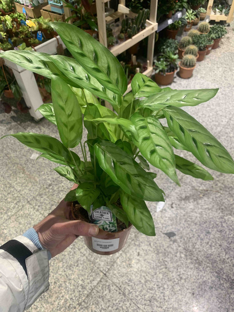 calathea06.jpg
