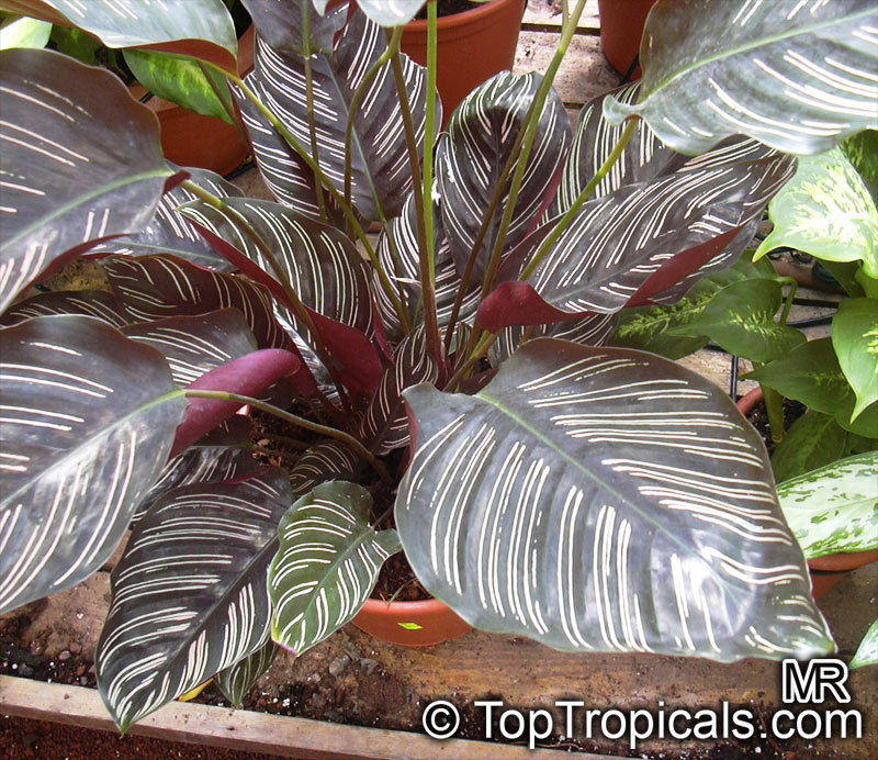 calathea_ornata052.jpg