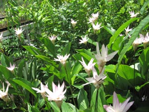 calathealoe.jpg