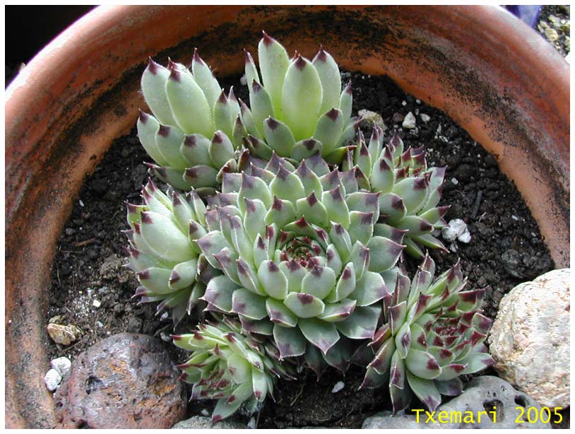 Calcareum.jpg