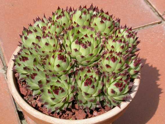 Calcareum1.jpg