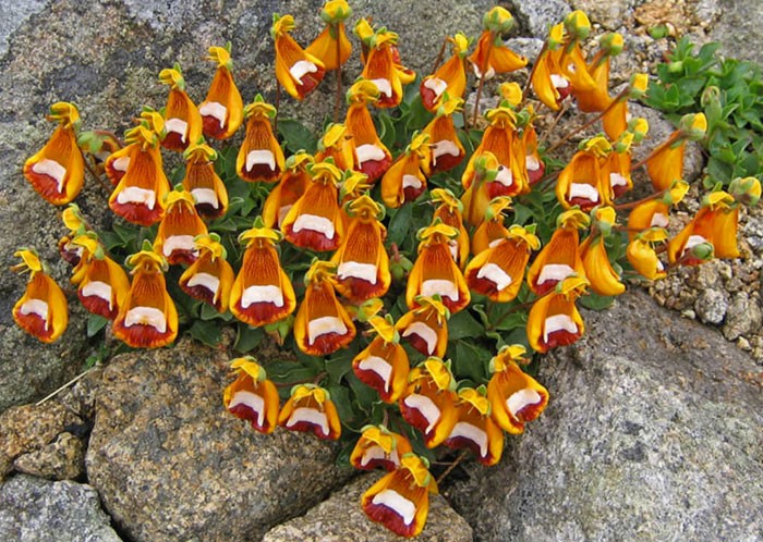 calceolaria-uniflora.jpg