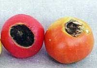 calcio-tomate-fruto.jpg