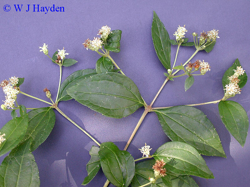 calea_ternifolia_var_ternifolia_5110_01s.JPG