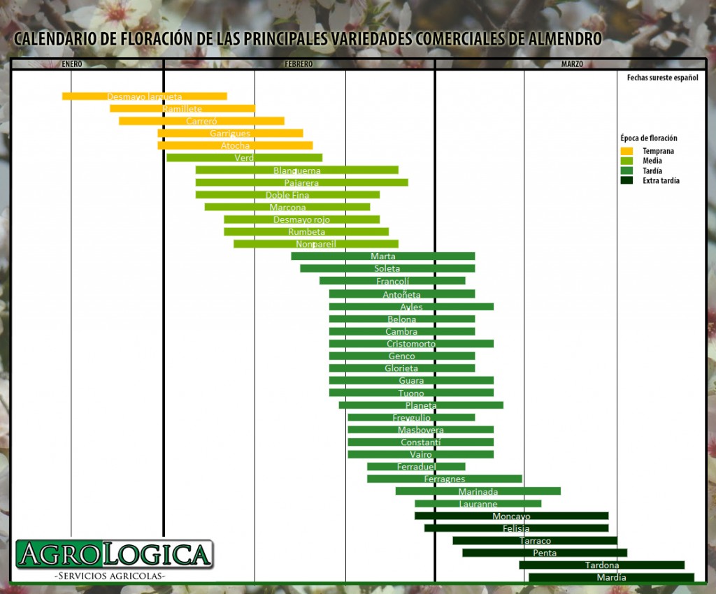 calendario-floracion-variedades-comerciales-almendro-almendra-1024x850.jpg