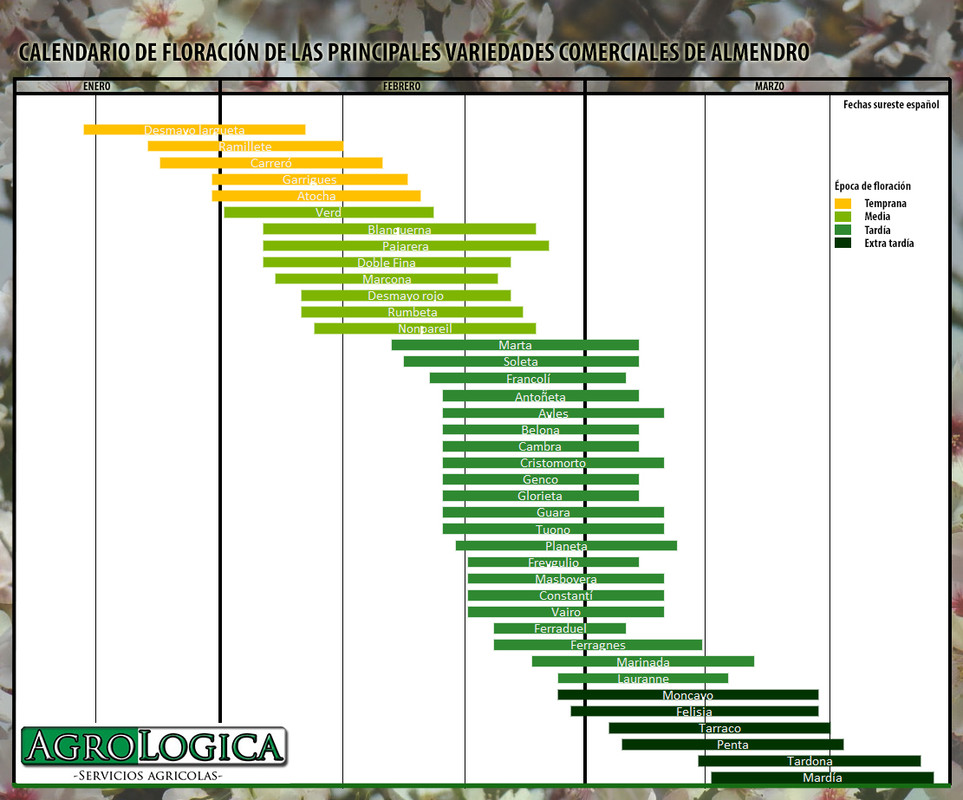 calendario-floracion-variedades-comerciales-almendro-almendra.jpg
