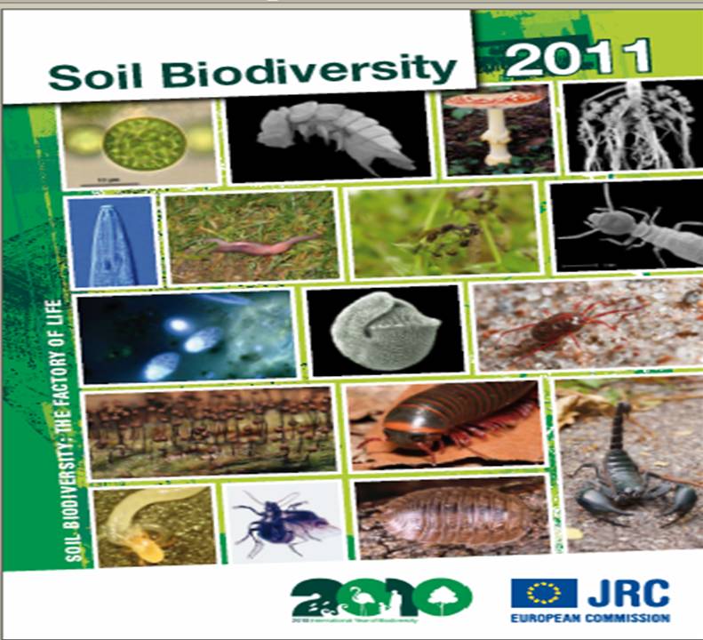 calendario2011diversida.jpg