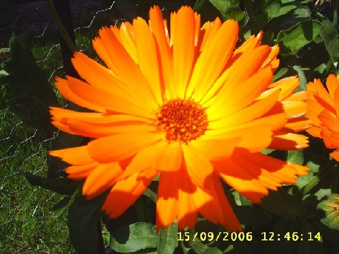 calendula 01.JPG