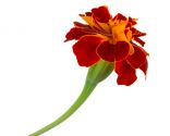 calendula-156x125x80xX.jpg