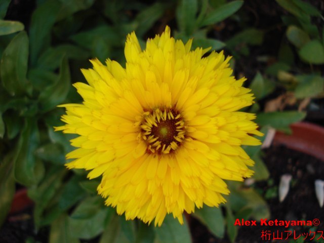 Calendula%20officinalis.jpg