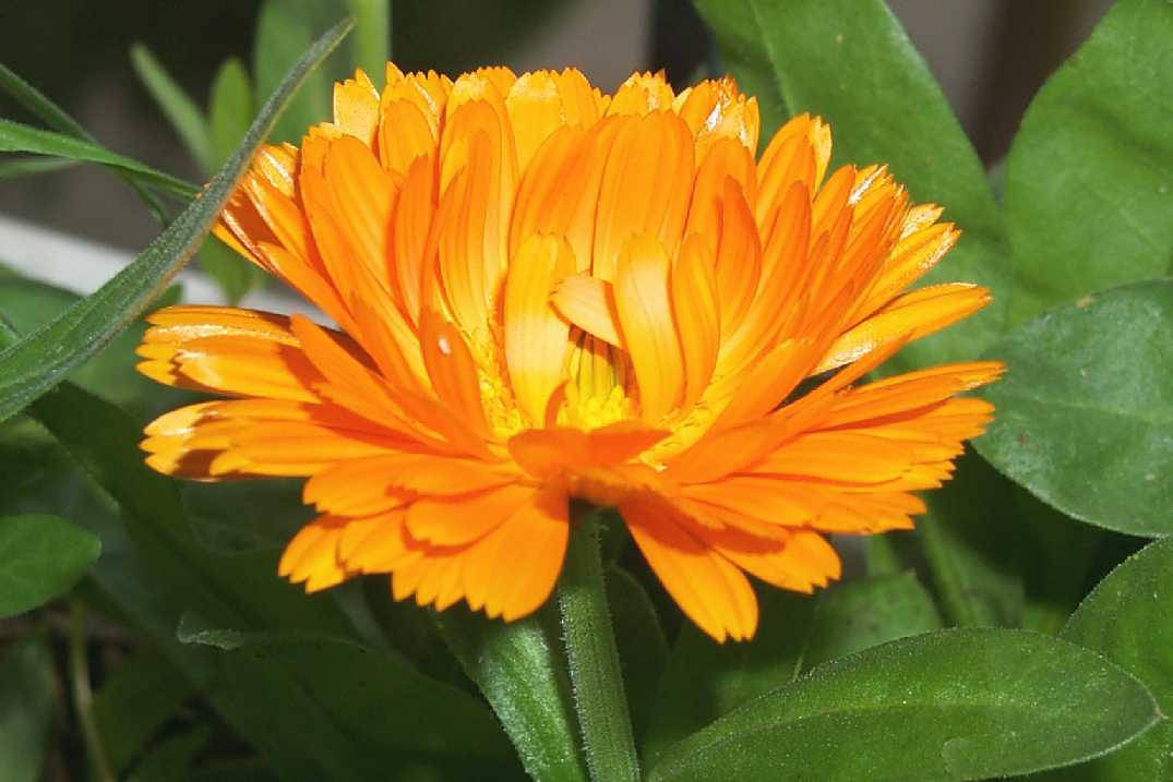 calendula-close.JPG