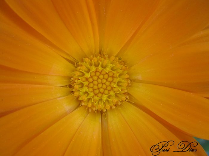 calendula+floracion+2012.jpg