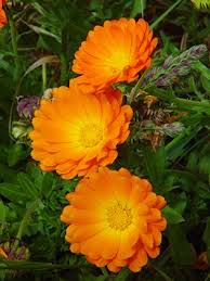 calendula.jpg