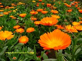 calendula-.jpg