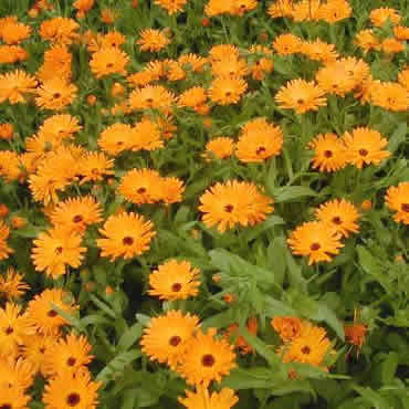calendula.jpg