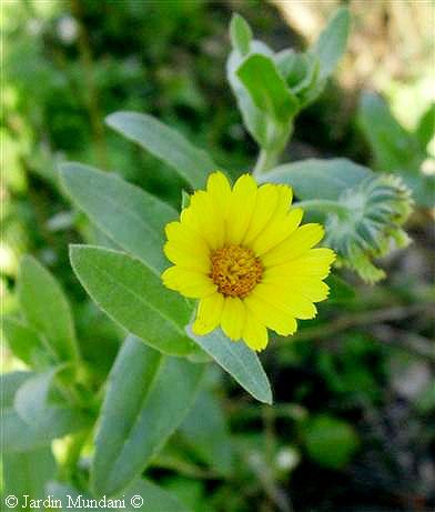 calendula.jpg