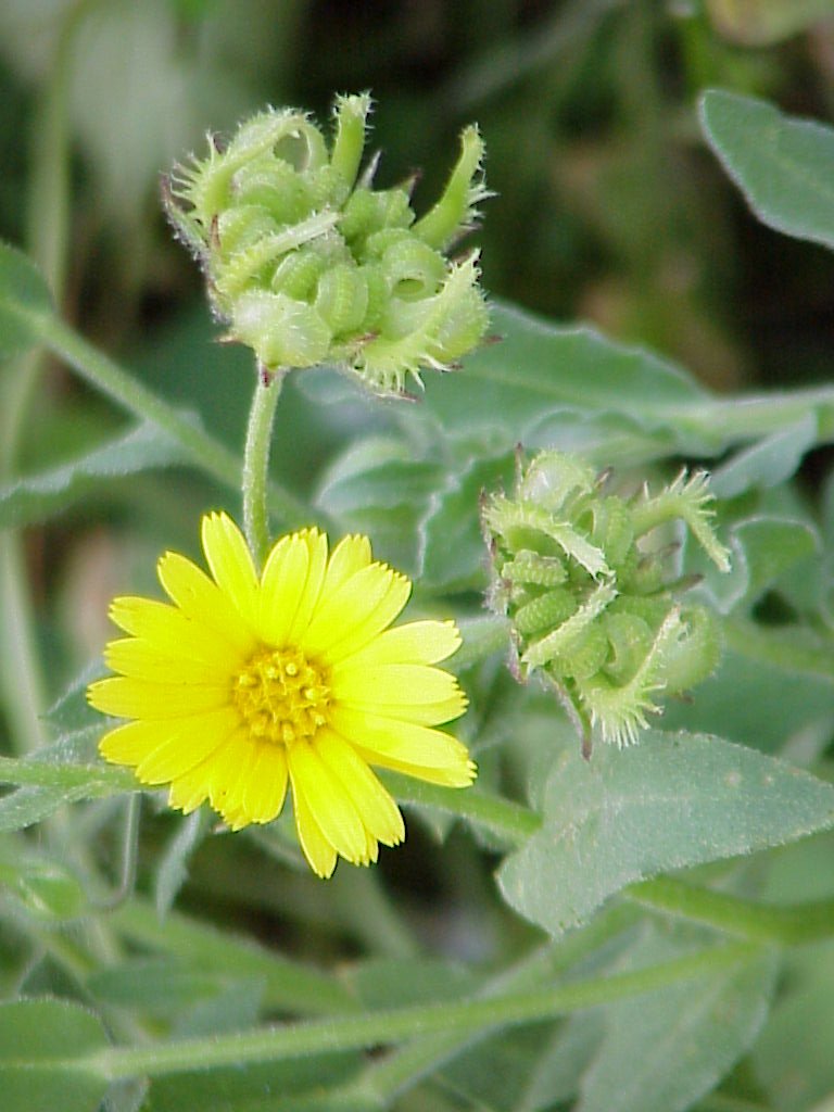 Calendula.jpg