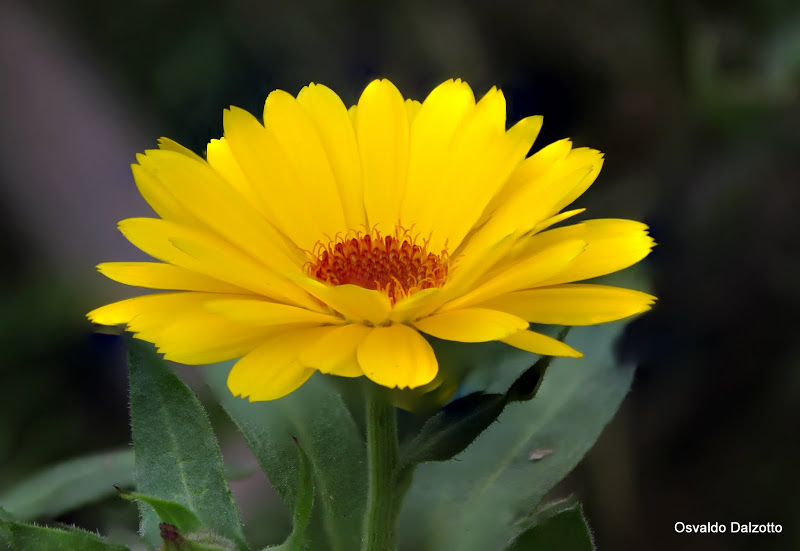 calendula1.jpg