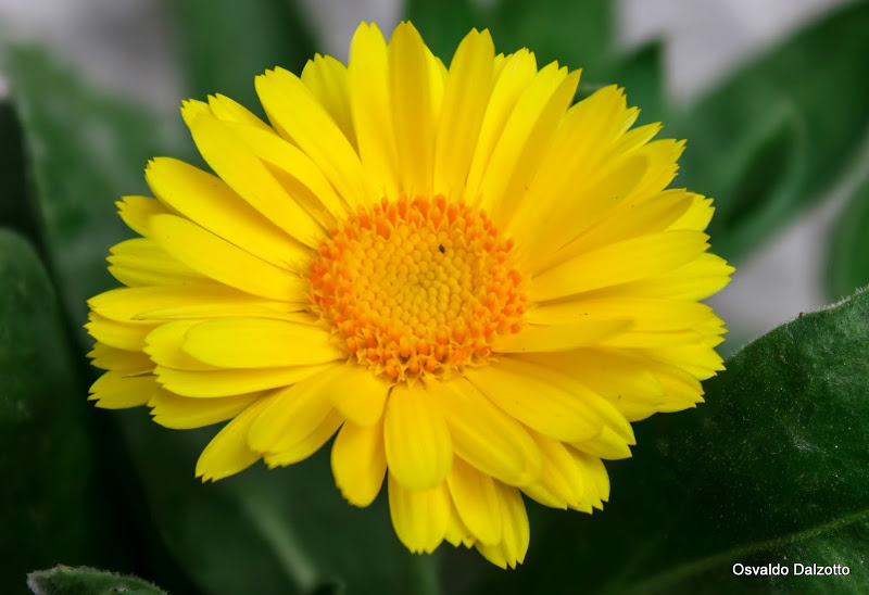 calendula2_L.jpg