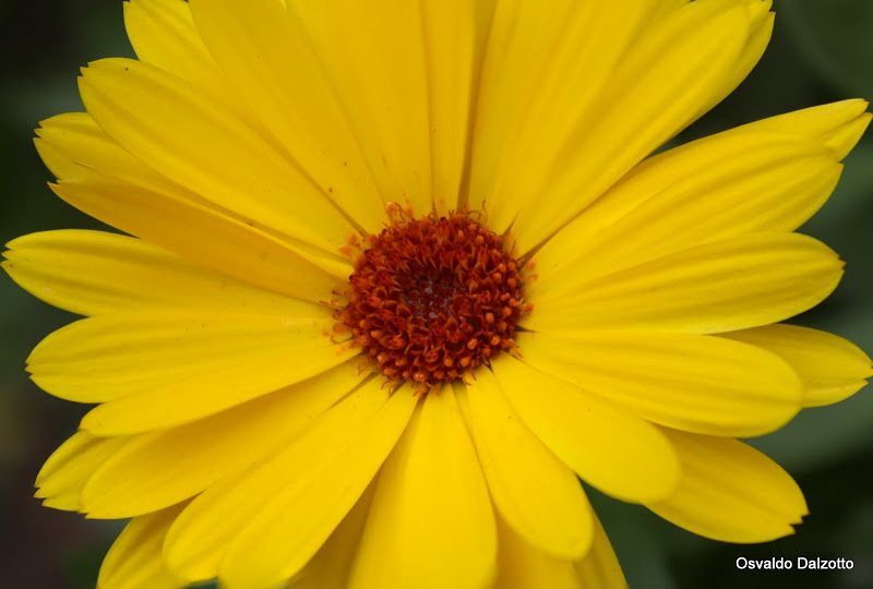 calendula3_L.jpg