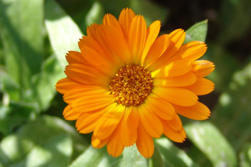 calendula_officinalis.jpg