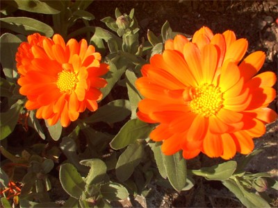 calendulas.jpg