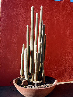 calhoun_redcactus.jpg