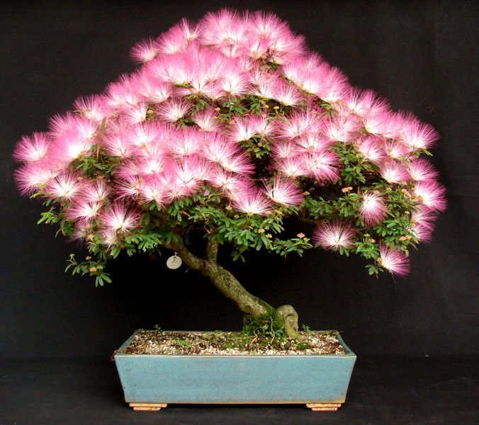 Caliandra%20-%20Exemplar%203.jpg