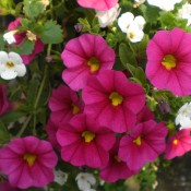 Calibrachoa-Sweet-Bells-Raspberry-web-175x175.jpg