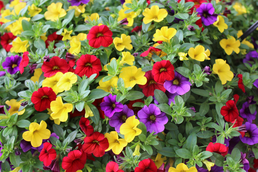 Calibrachoa-Web.jpg