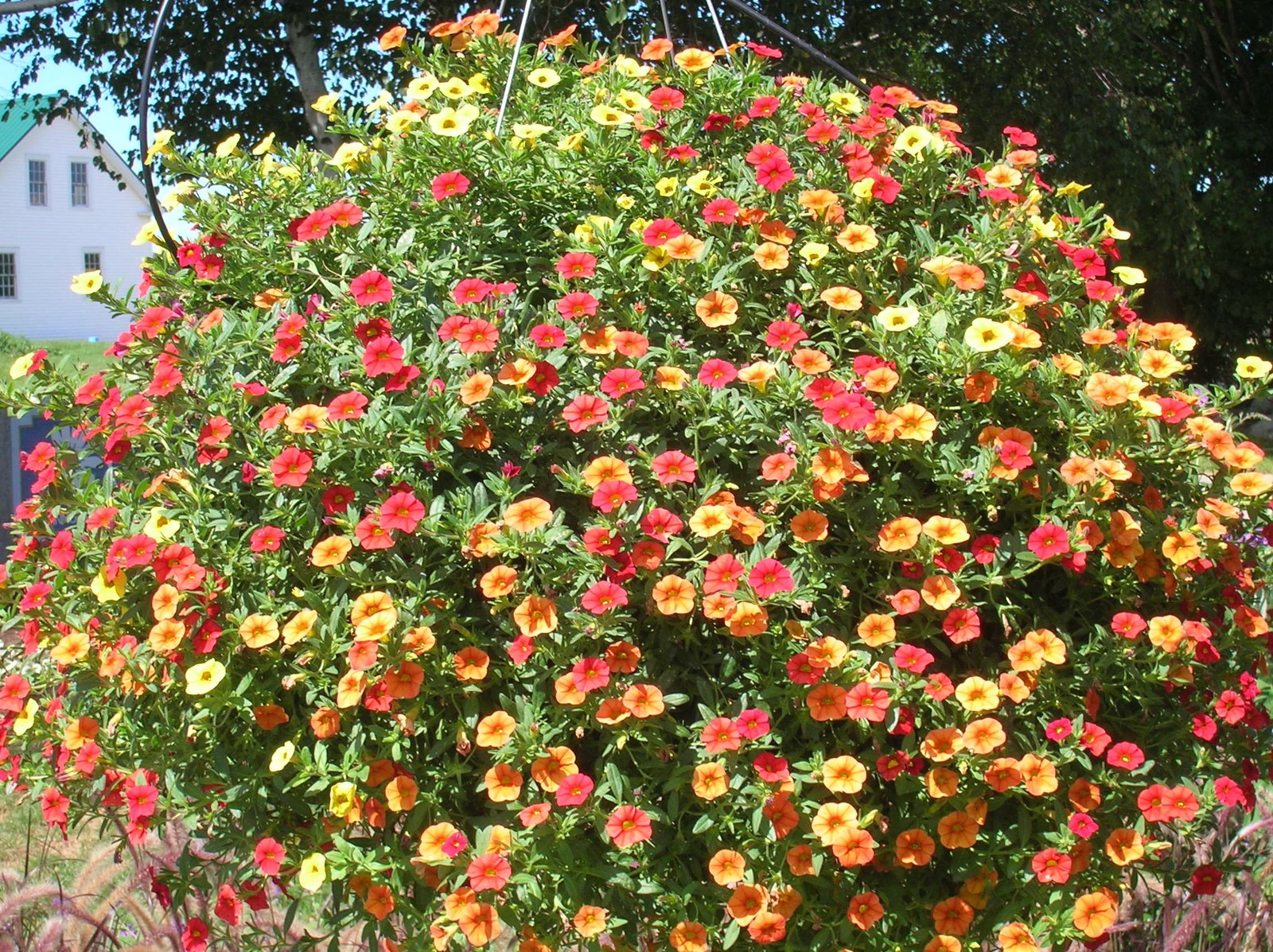 calibrochoa.jpg