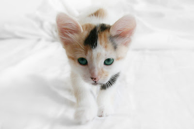 calico-cat-white-background.jpg