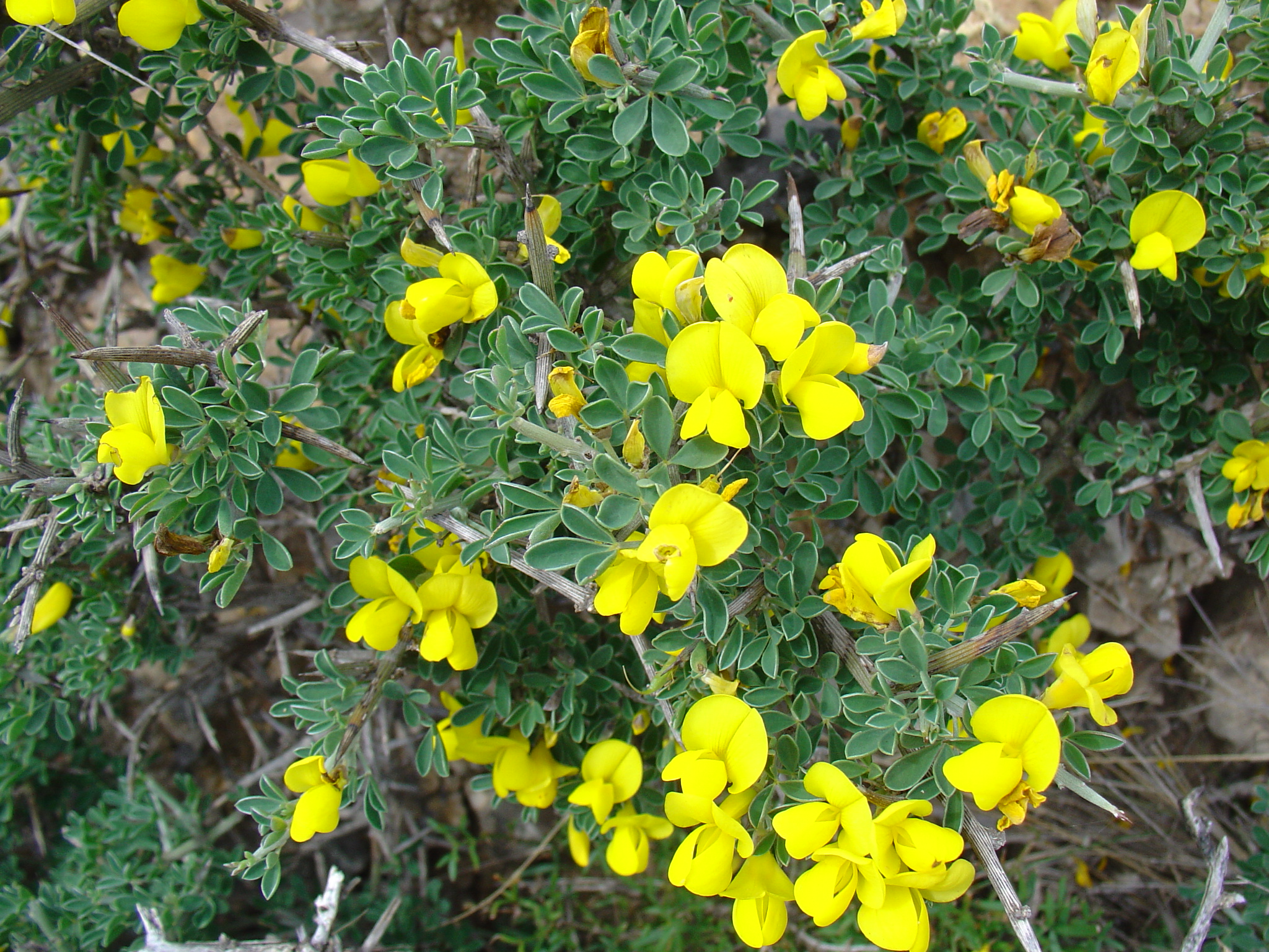 Calicotome_infesta_subsp._intermedia.jpg
