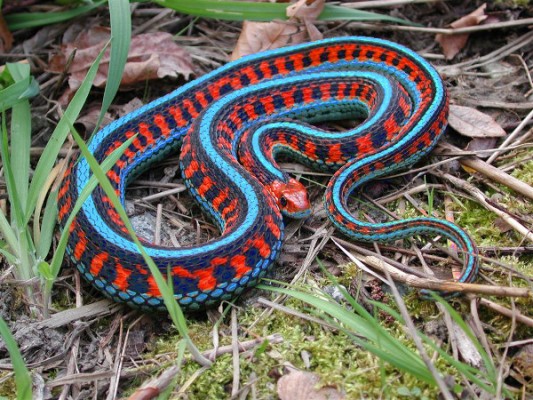 california-red-sided-garter-snake-533x400.jpg