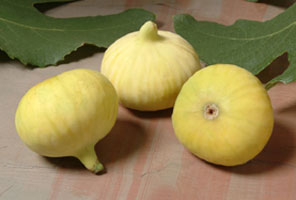calimyrna.jpg