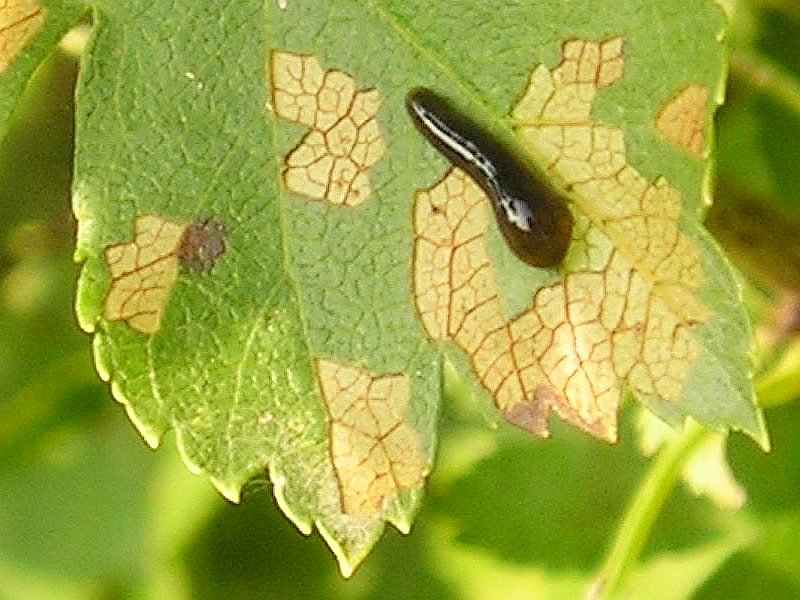 Caliroa%20cerasi%20(Kirschblattwespe),%20Larve_003.jpg