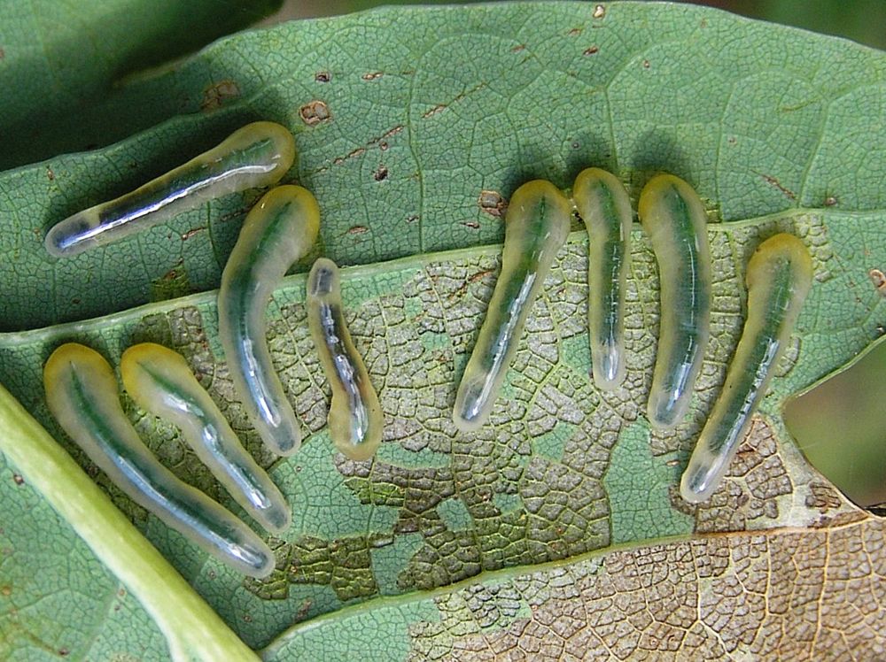 caliroaannulipes1beentr.jpg