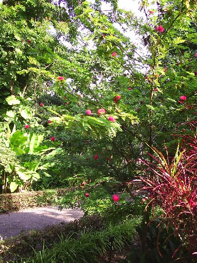 calliandra2.JPG