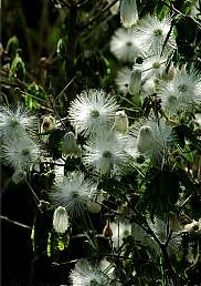 Calliandra_portoricensis_240505.jpg