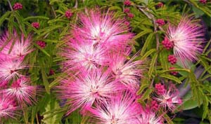 Calliandra_selloi_4.jpg